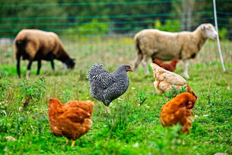 Soil On An Organic Farm Tends To Have A Plenty Of Organic Matter St Biologicals