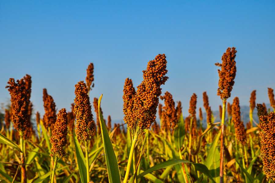 1ainterior Specialty Crops Diversify Your Operation