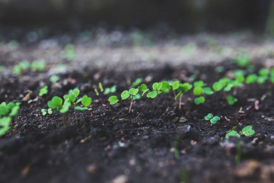 Shorten Germination Times To Increase Yield