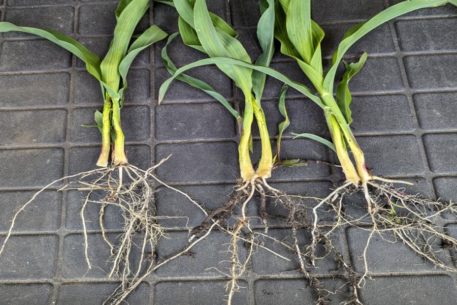 Program Trials For Corn And Soybeans St Biologicals