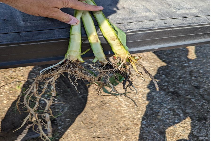 Program Trials For Corn And Soybeans St Biologicals