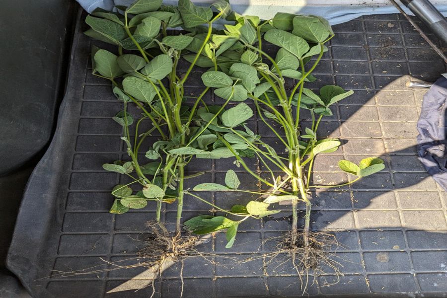 Program Trials For Corn And Soybeans St Biologicals