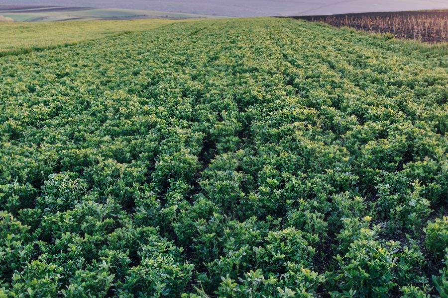 Interior Dairy Alfalfa Field Trials With St Biologicals