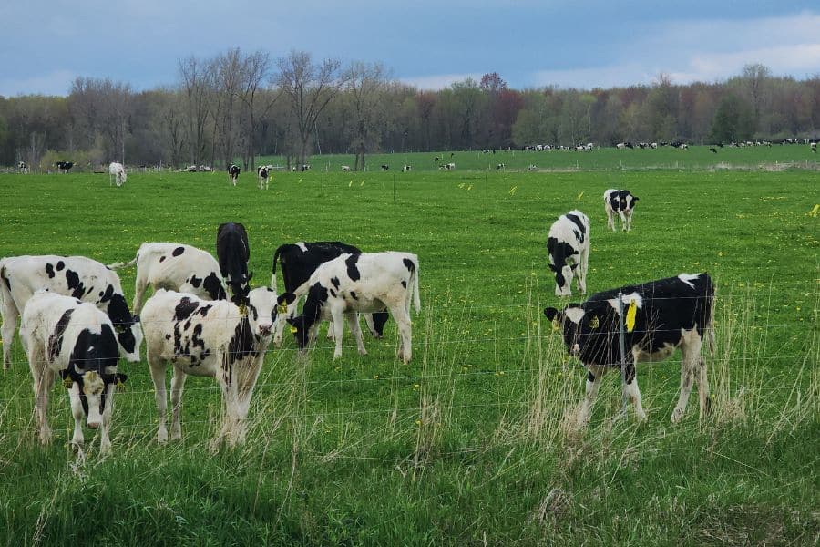 Interior Grass Fed Pellets For Dairy Calves