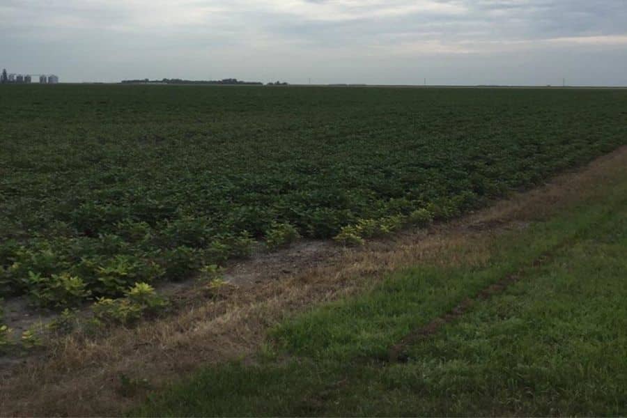 Biologicals Move Salts Away From The Plant Root Zone