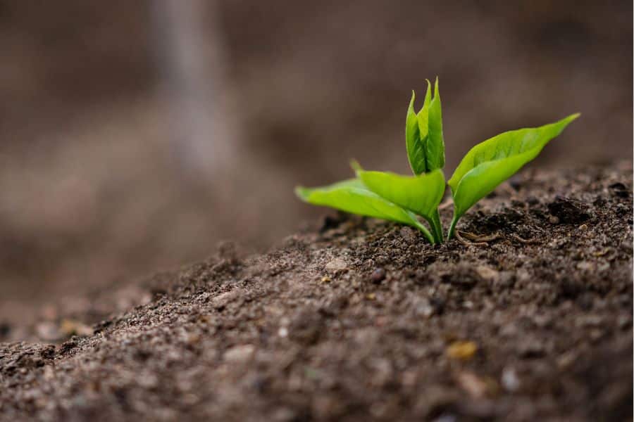 Interior Microbes Make Potassium And Phosphorus Available In The Soil