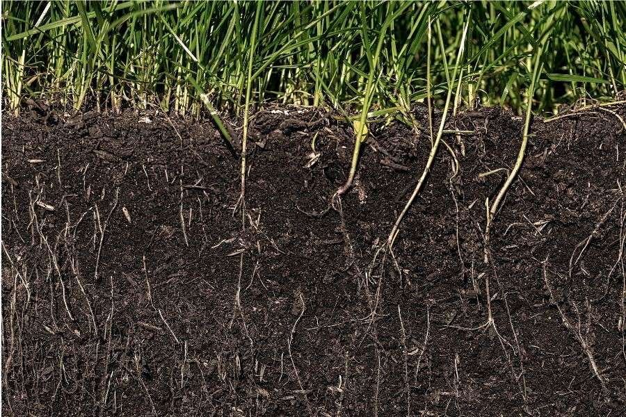 Interior Modes Of Biological Action Occur In The Plant Root Zone