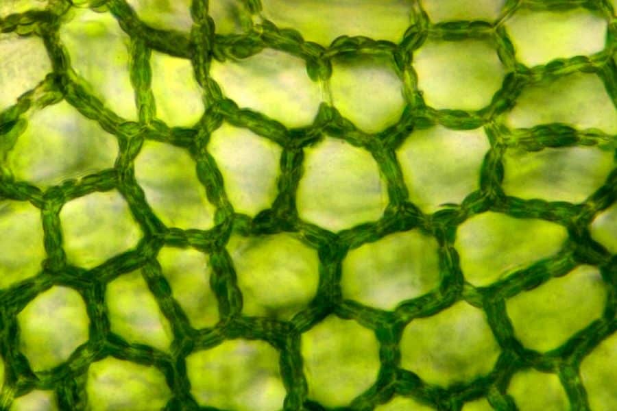 2a Interior Biostimulants Work At The Tissue Cellular And Molecular Levels