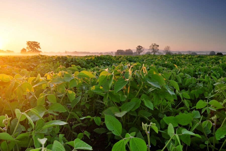 2b Interior C Cat Fulvic Acid Is Safe For Row Crops Specialty Crops And Pasture