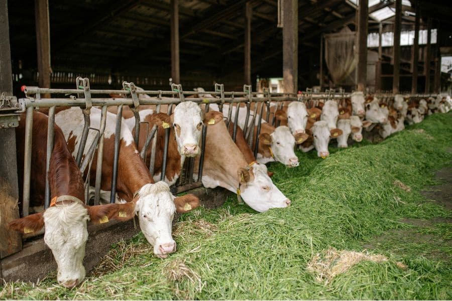 1b Interior Optimal Forage Quality Creates Happy Cows And Healthy Milk