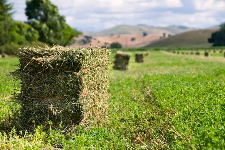 2a Interior A Quality Alfalfa Crop Next Year Starts After Fall Harvest