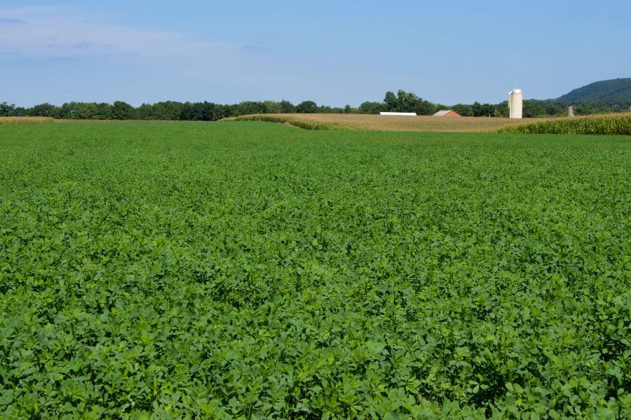 Interior Dairy Alfalfa Field Trials With St Biologicals