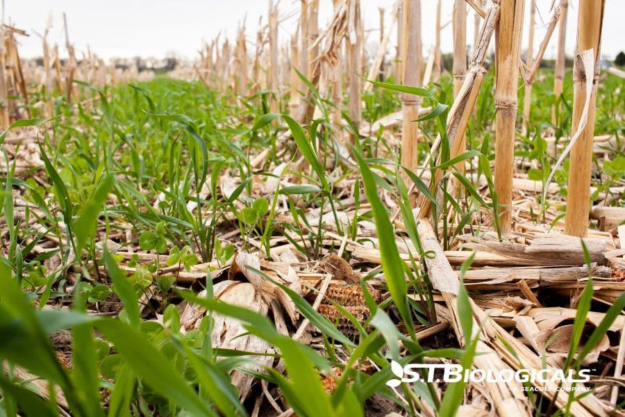 Early Plant Disease Prevention In Crops St Biologicals
