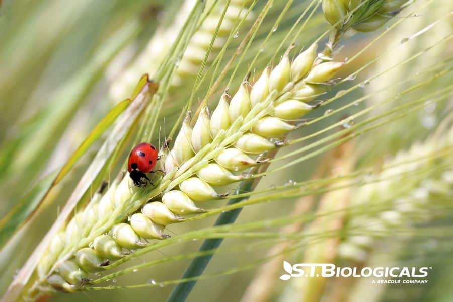 Ipm And Biological Control Of Plant Diseases St Biologicals