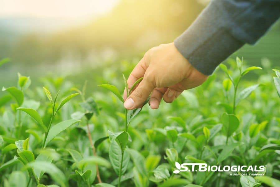 Why Tissue Sampling Is A Missing Link St Biologicals