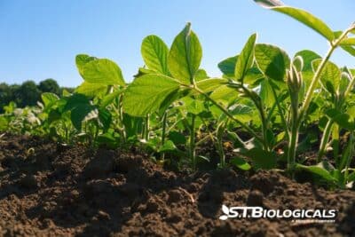 Unlocking Copper's Potential St Biologicals