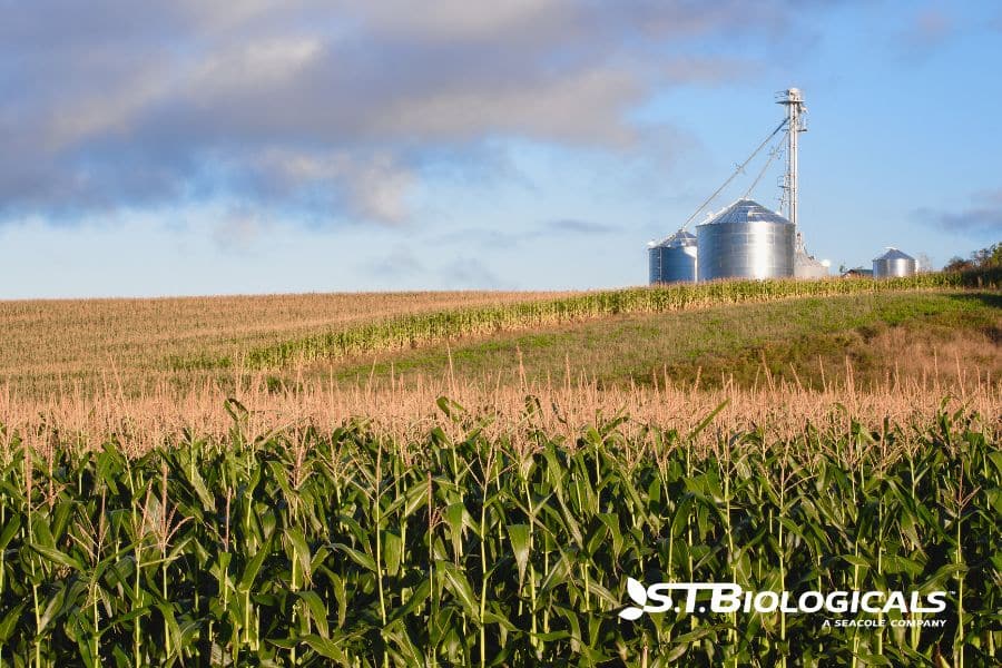 Late Season Micronutrient Deficiencies In Row Crops St Biologicals
