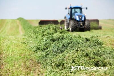 Seeding Alfalfa And Weed Control St Biologicals
