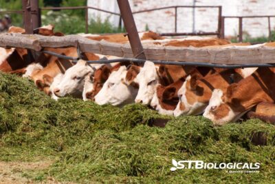 4 Steps To Prep Silage St Biologicals
