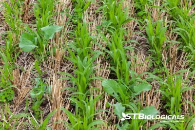 Boost Cover Crop Performance St Biologicals