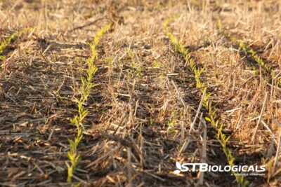 Cover Crop Options St Biologicals