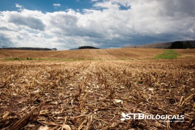 Benefits Of Biologicals In Crop Residue Management St Biologicals