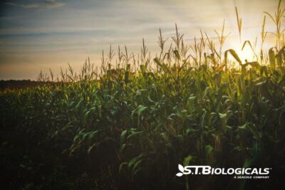 Common Misconceptions About Biological Products St Biologicals