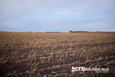 How Biologicals Break Down Stubble St Biologicals