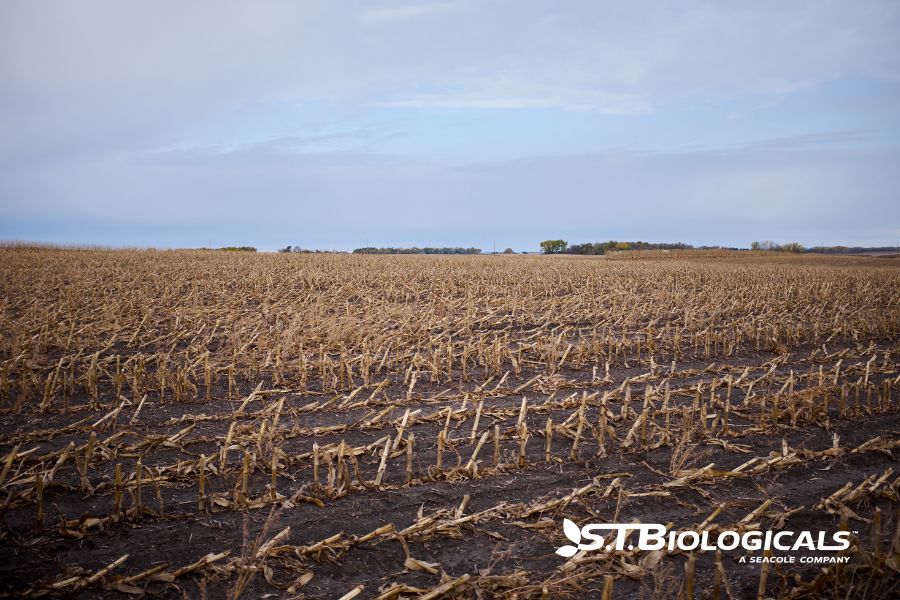 How Biologicals Break Down Stubble St Biologicals