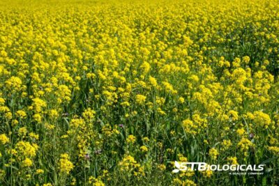 Building A Healthy Soil Biome With Regenerative Ag St Biologicals