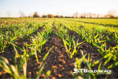 Nanotechnology And Soil Health St Biologicals