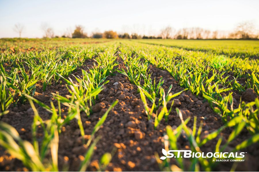 Nanotechnology And Soil Health St Biologicals