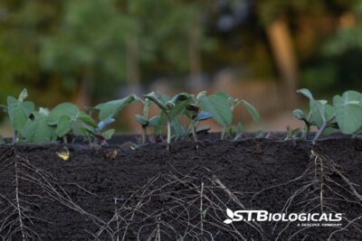 Nutrient Cycling Ag Nanoparticles St Biologicals