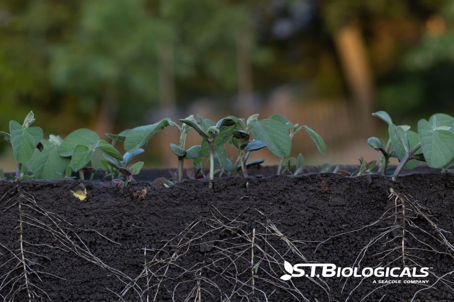 Nutrient Cycling Ag Nanoparticles St Biologicals