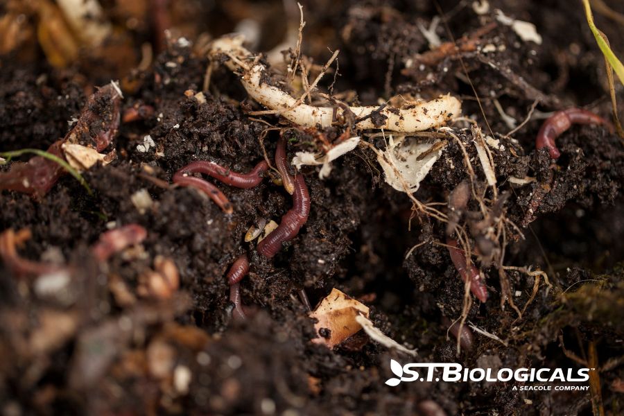 Role Of Microorganisms In Plant Nutrient Uptake St Biologicals