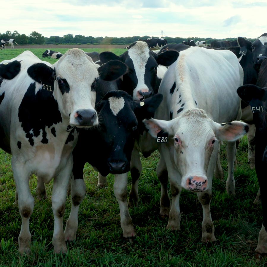 Stbiologicals Sparks Cedarlee Cows 02