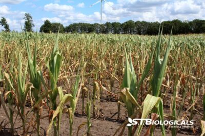 How Fungi Help Your Crops Survive Drought St Biologicals