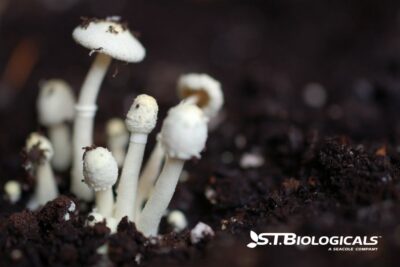 How Fungi Improve Farm Profitability Stbiologicals