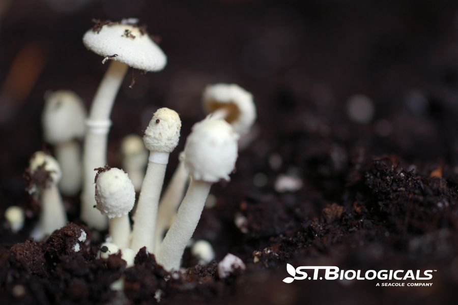How Fungi Improve Farm Profitability Stbiologicals