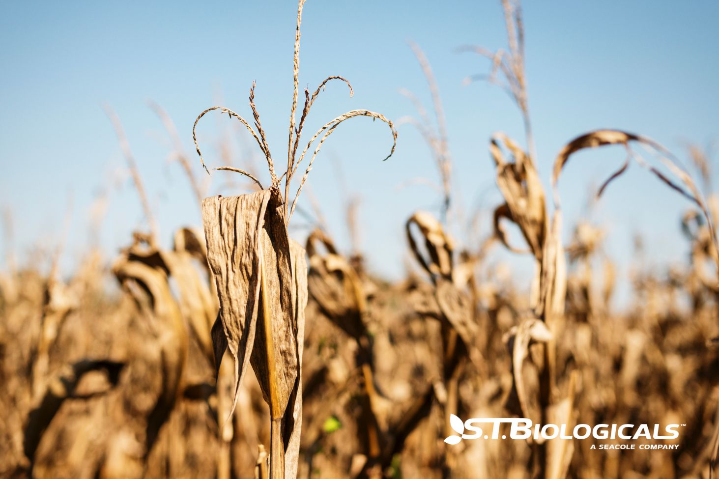 2026 Drought Outlook And Micronutrients St Biologicals