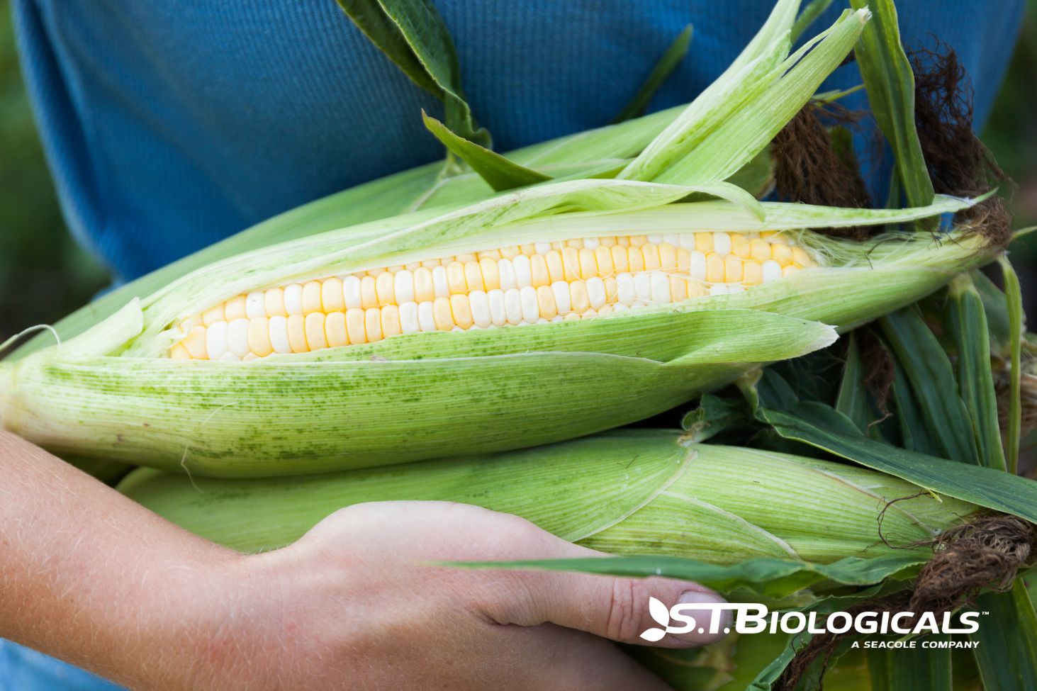 How To Avoid Deficiency In Your Crop Plants St Biologicals