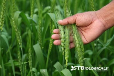 Improving Copper Levels On Your Farm St Biologicals