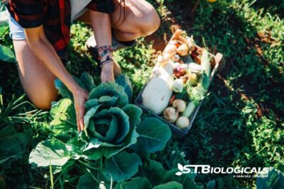 Optimizing Copper Levels On Organic Farms St Biologicals