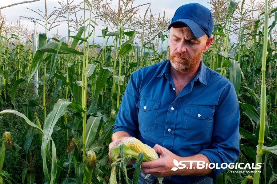 Why Your Crops Need Coper For Optimal Health And Nutrition St Biologicals