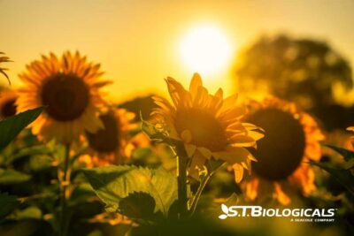 The Carbon Cycles Role On Your Farm