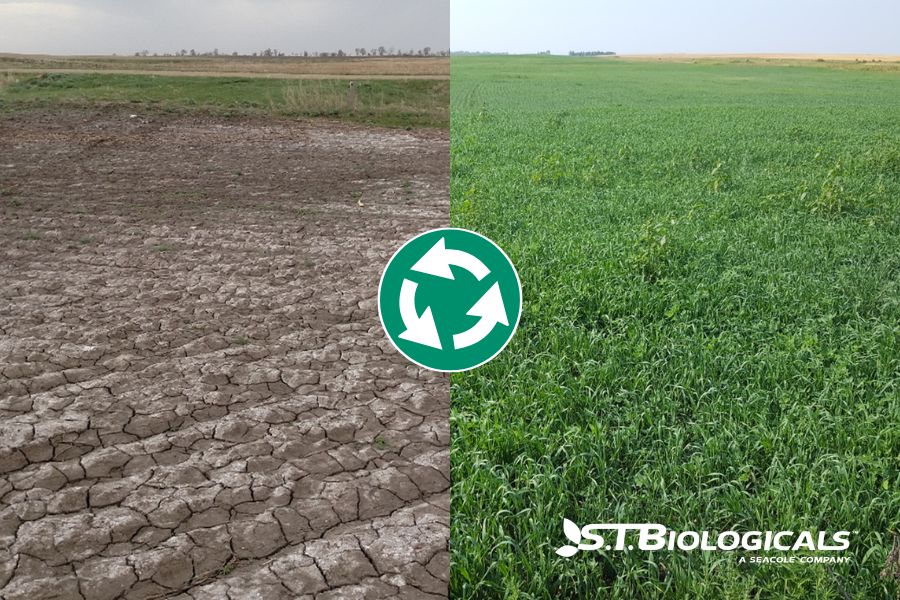 Improving Saline And Sodic Soils With Calcine St Biologicals