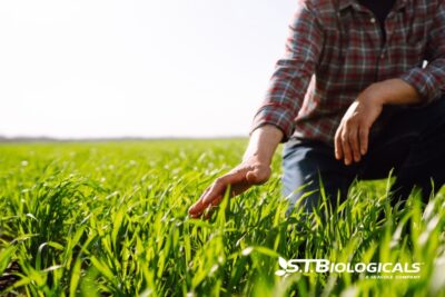 Starter Program Trials For Corn And Soybeans St Biologicals