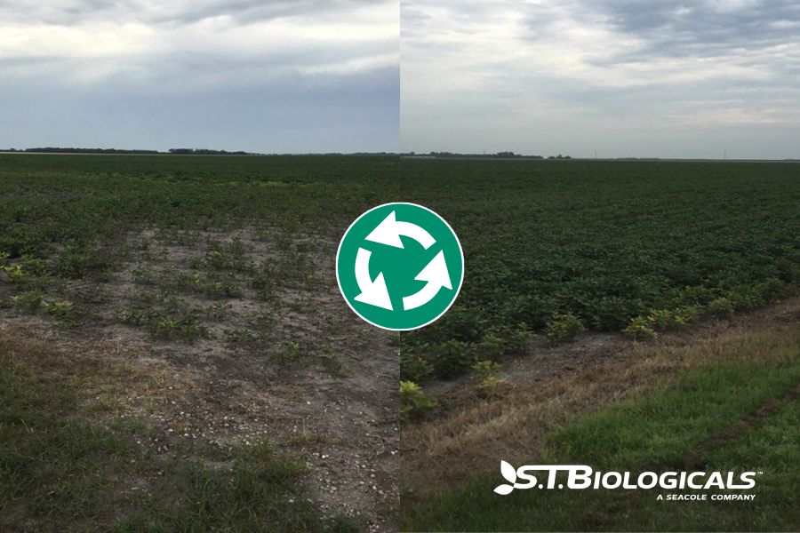 Two Saline Soil Trials With Calcine St Biologicals