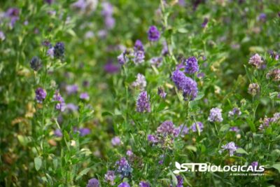 Cover 3 Dairy Alfalfa Studies With St Biologicals