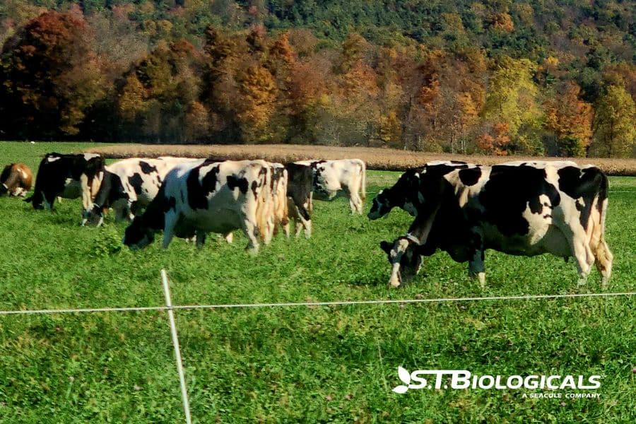 Cover Grass Fed Pellets For Dairy Cows And Calves St Biologicals